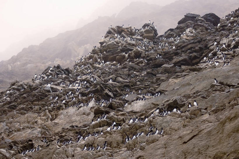 无人,横图,室外,白天,北极,雾,全球变暖,海鸟,鸟,野生动物,美国,一群,许多,鸟类,鸟巢,海岸线,悬崖,很多,自然,动物,可爱,摄影,活泼,环境,迁徙,生物学,海雀,国家野生动物保护区,厚嘴海鸦,崖海鸦,海鸦,彩图