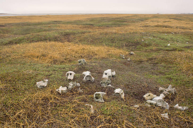 无人,横图,室外,白天,北极,哺乳动物,野生动物,美国,海象,骨头,历史,动物,摄影,考古学,生物学,彩图,冻原