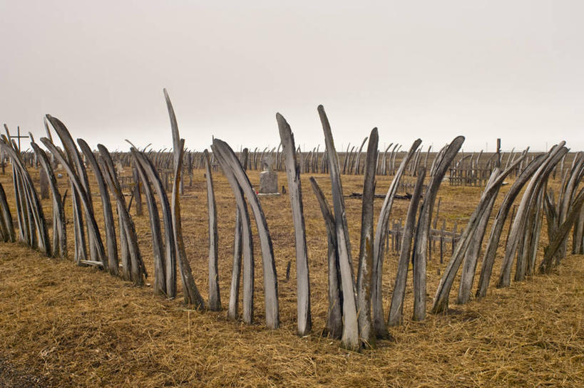 无人,横图,室外,白天,北极,美国,篱笆,乡村,骨头,历史,墓地,摄影,鲸,死亡,殒命,灭亡,灵性,因纽特人,北极露脊鲸,彩图,传统文化,冻原