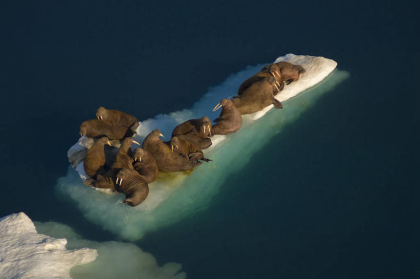 无人,横图,俯视,航拍,室外,白天,北极,水,全球变暖,哺乳动物,野生动物,美国,海象,捕食,冰,冰川,自然,动物,休息,摄影,气象,环境,生物学,气候,鸟瞰,杂食动物,濒危物种,彩图,高角度拍摄,弱点