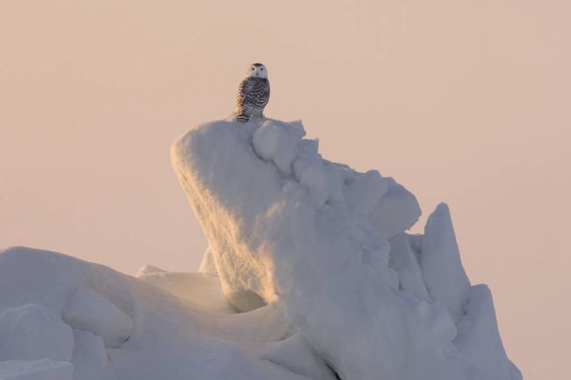 无人,横图,室外,白天,北极,日落,全球变暖,猫头鹰,野生动物,美国,鸟类,冰,自然,动物,浮冰,摄影,气象,迁徙,生物学,气候,雪枭,彩图