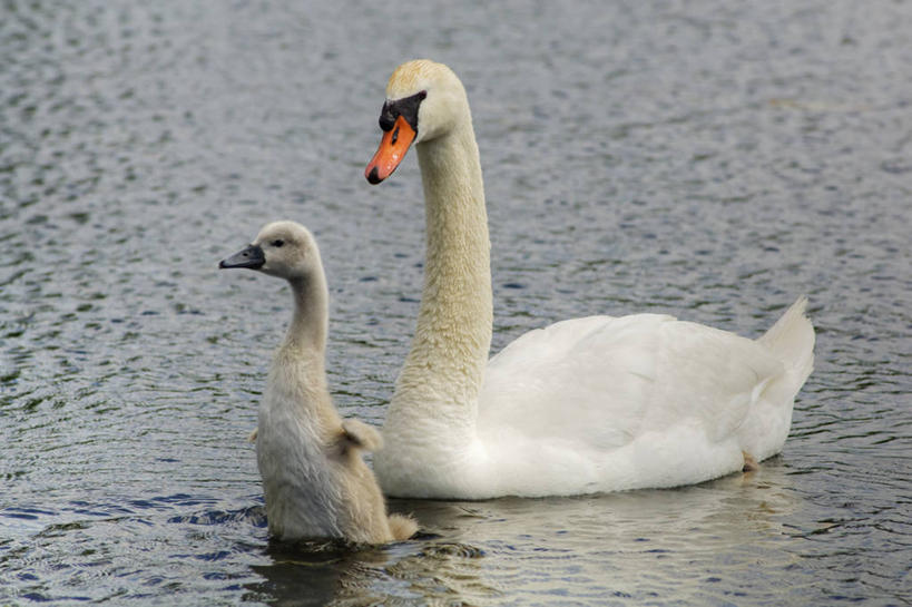 无人,横图,室外,白天,快乐,野生动物,天鹅,鸟类,小鸟,动物,两只,探索,摄影,疣鼻天鹅,决心,想象,渴望,彩图,机遇,小天鹅