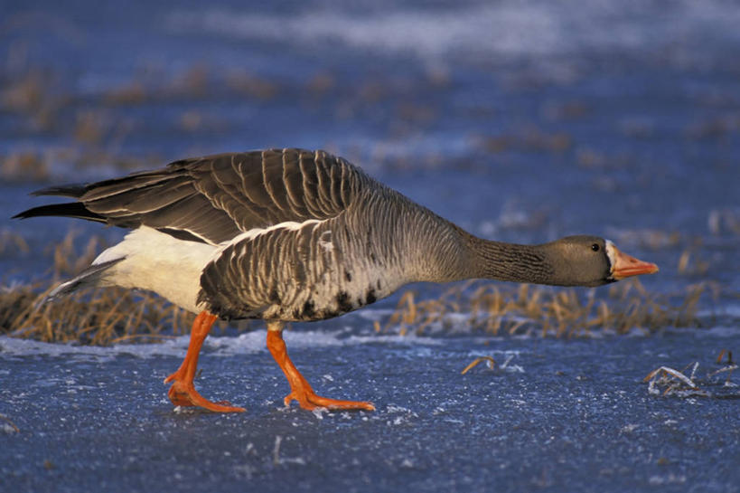 无人,横图,室外,白天,侧面,鹅,野生动物,美国,鸟类,家禽,自然,动物,摄影,水禽,迁徙,生物学,国家野生动物保护区,步行,彩图,冻原