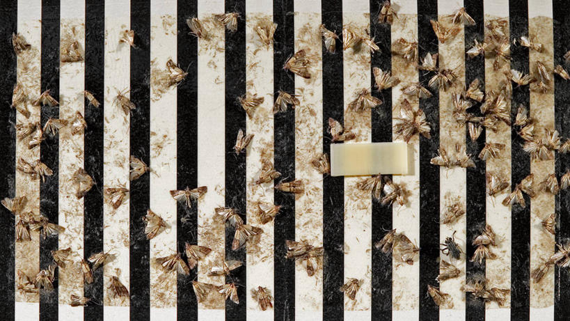 无人,横图,室外,白天,条纹,昆虫,动物,摄影,死亡,蛾,益虫,殒命,灭亡,彩图,共生关系