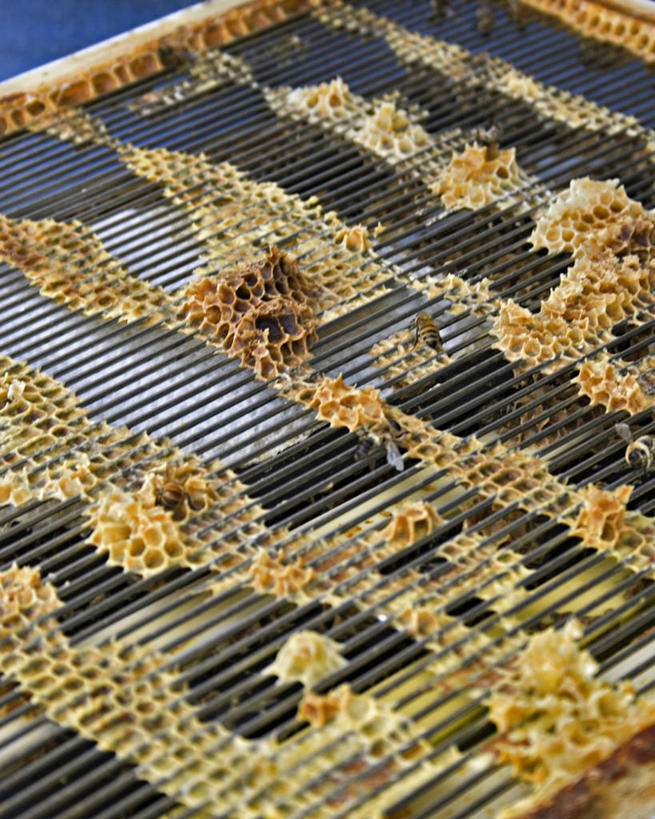 蜂蜜,无人,竖图,室外,白天,农业,蜜蜂,昆虫,蜂窝,梳子,动物,摄影,蜡,饲养,益虫,蜂箱,蜂王,彩图,蜂蜡