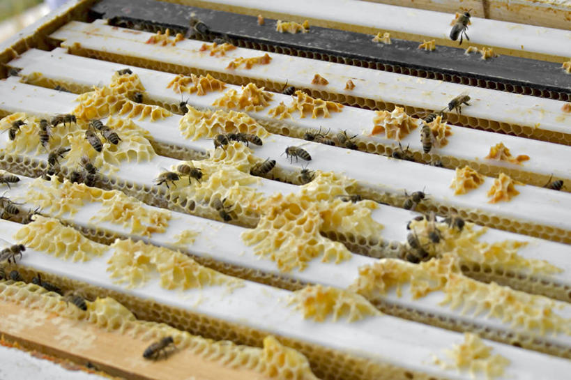 蜂蜜,无人,横图,室外,特写,白天,农业,蜜蜂,昆虫,梳子,动物,摄影,蜡,饲养,益虫,蜂箱,彩图,蜂蜡