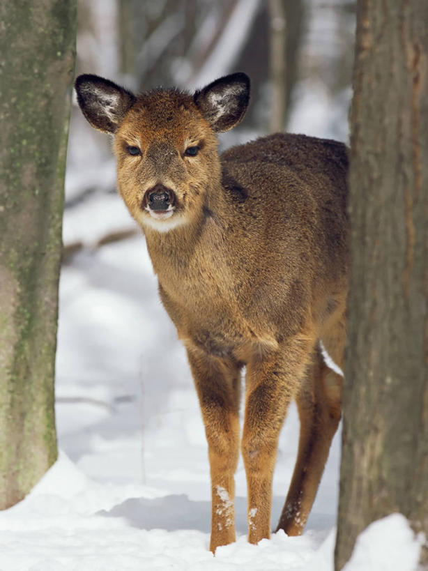 无人,竖图,室外,白天,正面,纯洁,树林,雪,鹿,野生动物,冬天,酒类,酒,树,饮料,动物,探索,摄影,宁静,关爱,白尾鹿,小鹿,想象,蒸馏酒,烈酒,彩图,弱点