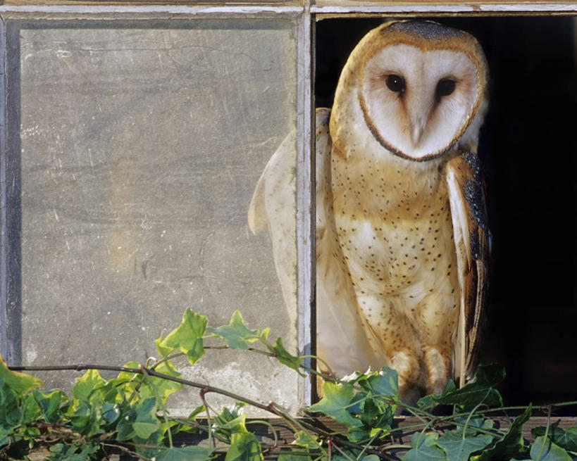 无人,横图,室外,夜晚,智慧,窗户,猫头鹰,美国,常春藤,摄影,北美,北美洲,美洲,谷仓枭,机敏,北卡罗来纳州,北亚美利加洲,亚美利加洲,北卡罗来纳,焦油脚根之州,黑油鞋根之州,老北州,彩图,美利坚合众国,好奇心