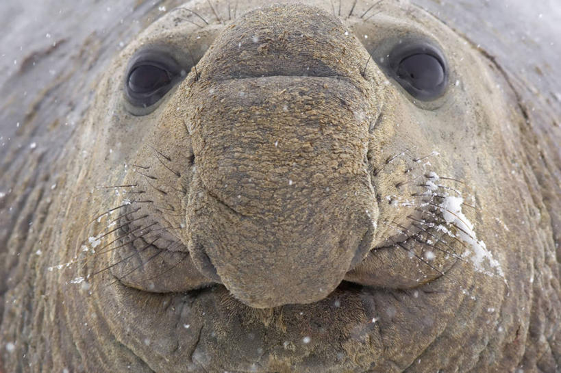 无人,微笑,横图,室外,特写,白天,正面,哺乳动物,野生动物,海象,动物,摄影,安慰,关爱,南乔治亚岛,彩图