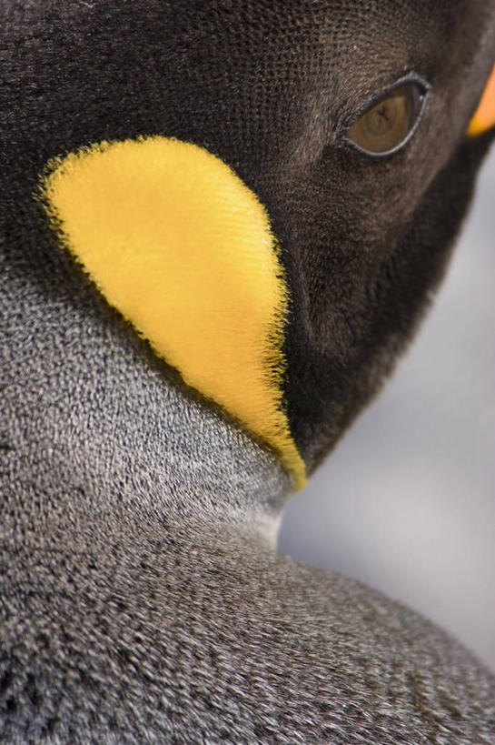 无人,说,竖图,室外,特写,白天,讨论,羽毛,摄影,帝企鹅,南乔治亚岛,交流,沟通,讲话,交谈,商讨,说话,谈话,彩图