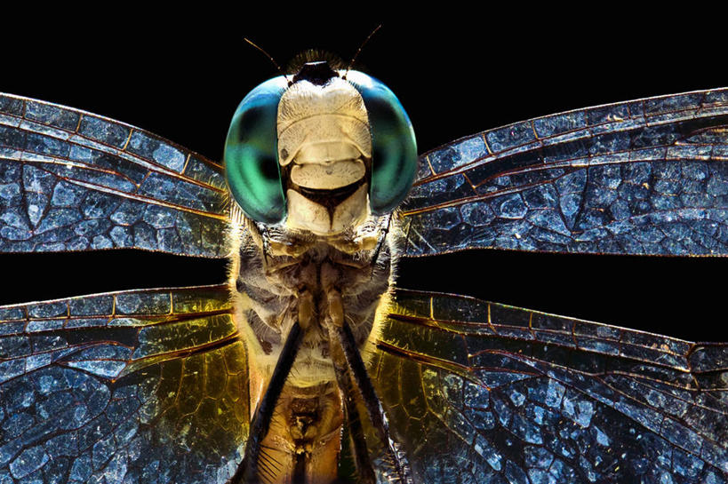 无人,横图,特写,野生动物,科学,蜻蜓,昆虫,自然,动物,摄影,彩图