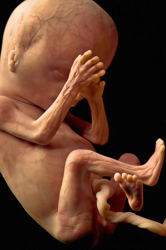 婴儿,腿,一个人,竖图,特写,科学,手指,摄影,生长,生活方式,部分,胎儿,脐带,足,发展,四肢,手臂,彩图