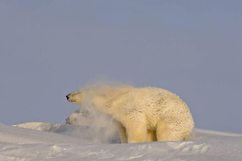 无人,横图,室外,白天,雪,全球变暖,北极熊,哺乳动物,野生动物,熊,美国,环保,捕食,自然,动物,摄影,能源,环境,回收,资源,生物学,摇动,利用,低碳,循环,持续,国家野生动物保护区,想法,濒危物种,彩图,弱点