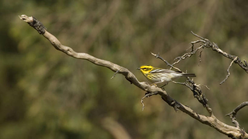 无人,公园,横图,室外,白天,侧面,野生动物,羽毛,华盛顿,美国,鸟类,树,自然,动物,摄影,生物学,北美,北美洲,国家公园,美洲,华盛顿州,奥林匹克国家公园,常绿之州,常青州,北亚美利加洲,亚美利加洲,奥林匹克半岛,鸣鸟,奥林匹克山脉,彩图,美利坚合众国