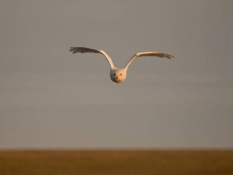 无人,横图,室外,白天,正面,通讯,北极,全球变暖,猫头鹰,野生动物,羽毛,美国,鸟类,捕食,海岸线,飞,自然,动物,摄影,环境,生物学,雪枭,危险,彩图,冻原,好奇心
