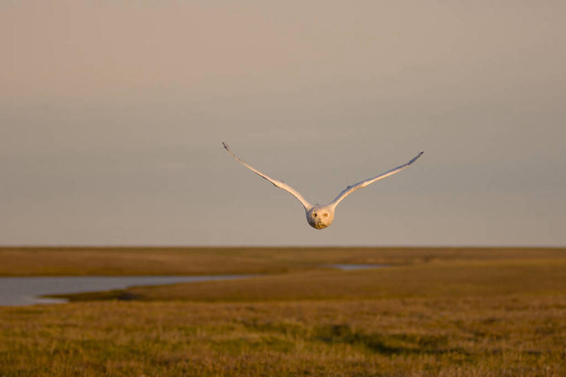 无人,横图,室外,白天,正面,通讯,北极,全球变暖,猫头鹰,野生动物,羽毛,美国,鸟类,捕食,海岸线,飞,自然,动物,摄影,环境,生物学,雪枭,危险,彩图,冻原,好奇心