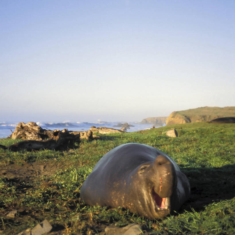 无人,方图,室外,白天,留白,正面,快乐,哺乳动物,海豹,野生动物,美国,海象,捕食,沙子,沙丘,自然,动物,摄影,太平洋,生物学,加利福尼亚,杂食动物,圣西蒙,海滩,彩图,北加利福尼亚州