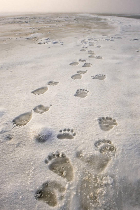 无人,竖图,室外,白天,全球变暖,北极熊,哺乳动物,野生动物,熊,美国,脚印,捕食,冰,小路,自然,动物,浮冰,摄影,环境,生物学,杂食动物,国家野生动物保护区,想法,彩图,卡克托维克