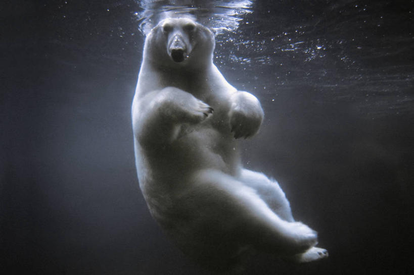 游泳,无人,动物园,横图,水下,水,全球变暖,北极熊,哺乳动物,野生动物,熊,美国,环保,捕食,宏伟,动物,力量,摄影,能源,环境,回收,资源,生物学,杂食动物,利用,低碳,循环,安克雷奇,持续,想法,濒危物种,死水,彩图,弱点