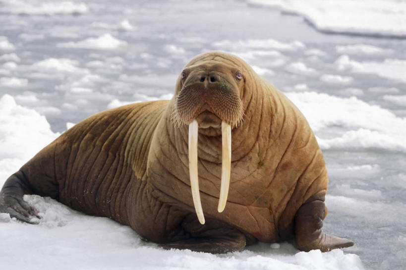 无人,横图,室外,白天,正面,水,全球变暖,哺乳动物,野生动物,象牙,美国,长牙,融化,海象,捕食,冰,冰川,自然,动物,浮冰,休息,摄影,环境,太平洋,生物学,杂食动物,海滩,彩图,白令海,冰架