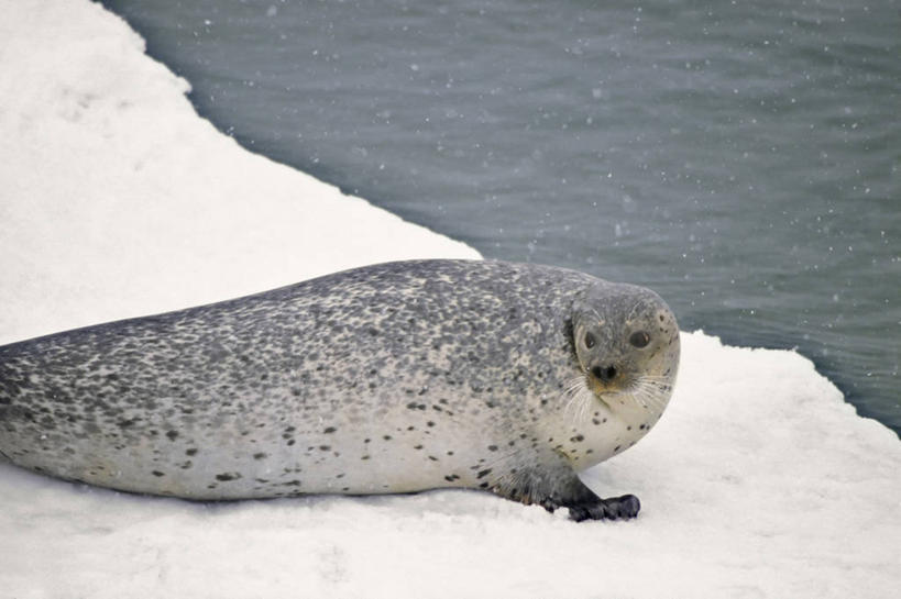 无人,横图,室外,白天,水,全球变暖,哺乳动物,海豹,野生动物,美国,融化,捕食,冰,下雪,冰川,自然,动物,浮冰,休息,摄影,环境,太平洋,生物学,海滩,彩图,白令海,冰架