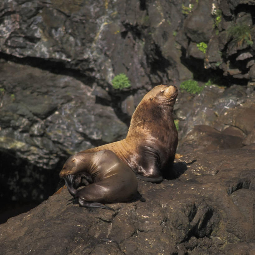 无人,公园,方图,室外,白天,侧面,日光浴,纯洁,哺乳动物,海豹,海狮,野生动物,美国,捕食,自然,动物,两只,休息,可爱,童年,童趣,摄影,活泼,保护,太平洋,生物学,北美,北美洲,国家公园,美洲,小牛,童真,烂漫,无邪,阿拉斯加,阿拉斯加州,北亚美利加洲,亚美利加洲,母牛,最后的边疆,午夜阳光之地,濒危物种,基奈峡湾国家公园,基奈半岛,苏厄德,天真,彩图,美利坚合众国