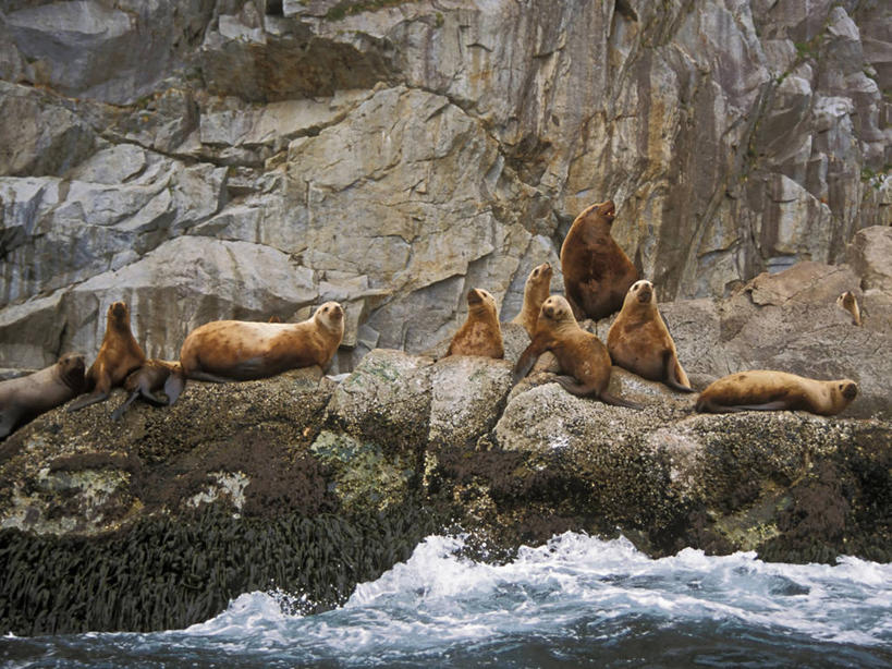 无人,公园,横图,室外,白天,水,哺乳动物,海狮,野生动物,美国,捕食,自然,动物,休息,摄影,保护,太平洋,生物学,北美,北美洲,国家公园,美洲,阿拉斯加,阿拉斯加州,北亚美利加洲,亚美利加洲,最后的边疆,午夜阳光之地,濒危物种,基奈峡湾国家公园,基奈半岛,苏厄德,彩图,美利坚合众国