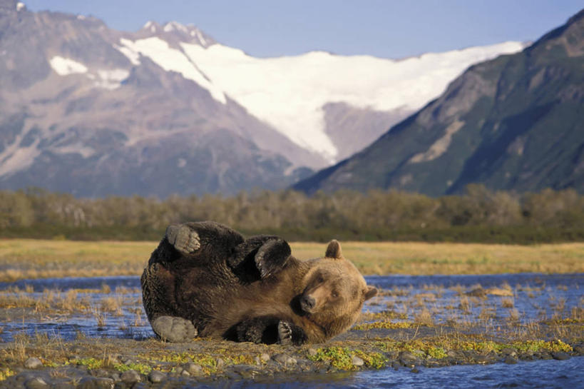 无人,躺,横图,室外,白天,河流,山,山脉,水,哺乳动物,野生动物,熊,尼泊尔,美国,亚洲,捕食,爪子,首都,自然,动物,摄影,生物学,国家公园,南亚,杂食动物,加德满都,尼泊尔王国,加都,德满都,棕熊,彩图