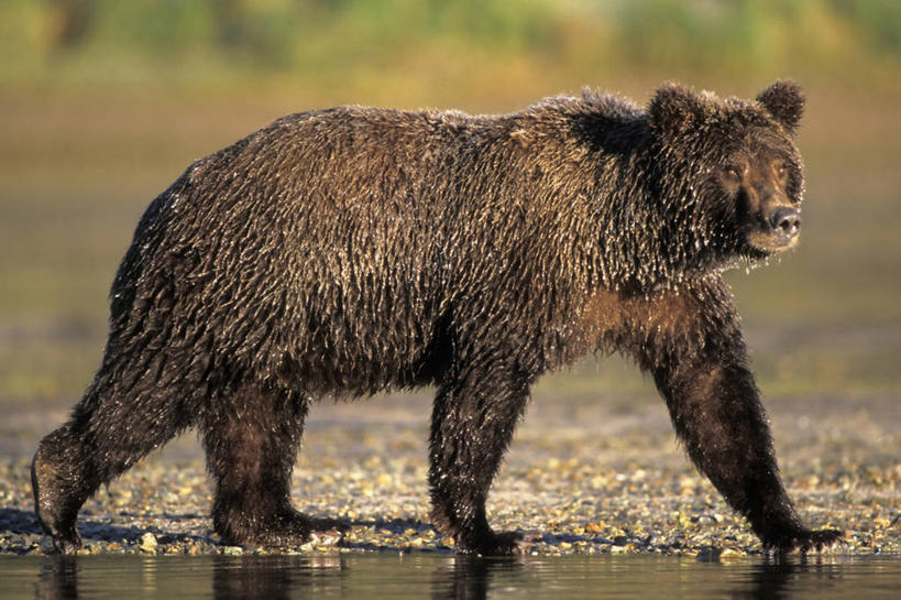 无人,横图,室外,白天,侧面,河流,水,哺乳动物,野生动物,熊,尼泊尔,美国,亚洲,捕食,首都,自然,动物,摄影,生物学,国家公园,南亚,杂食动物,加德满都,尼泊尔王国,加都,德满都,棕熊,步行,彩图,旅行