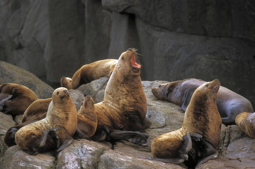 无人,公园,横图,室外,白天,哺乳动物,海狮,野生动物,美国,捕食,自然,动物,休息,摄影,保护,太平洋,生物学,北美,北美洲,国家公园,美洲,阿拉斯加,阿拉斯加州,北亚美利加洲,亚美利加洲,母牛,最后的边疆,午夜阳光之地,濒危物种,基奈峡湾国家公园,基奈半岛,苏厄德,彩图,美利坚合众国,基奈