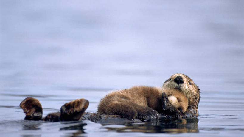 游泳,无人,横图,室外,白天,留白,纯洁,哺乳动物,野生动物,水獭,鼬鼠,美国,漂浮,捕食,自然,动物,两只,休息,可爱,童年,童趣,摄影,保护,太平洋,生物学,海獭,狡猾,童真,烂漫,无邪,狡诈,黄鼬,濒危物种,瓦尔迪兹,天真,黄鼠狼,睡觉,彩图,爱,阿拉斯加海湾