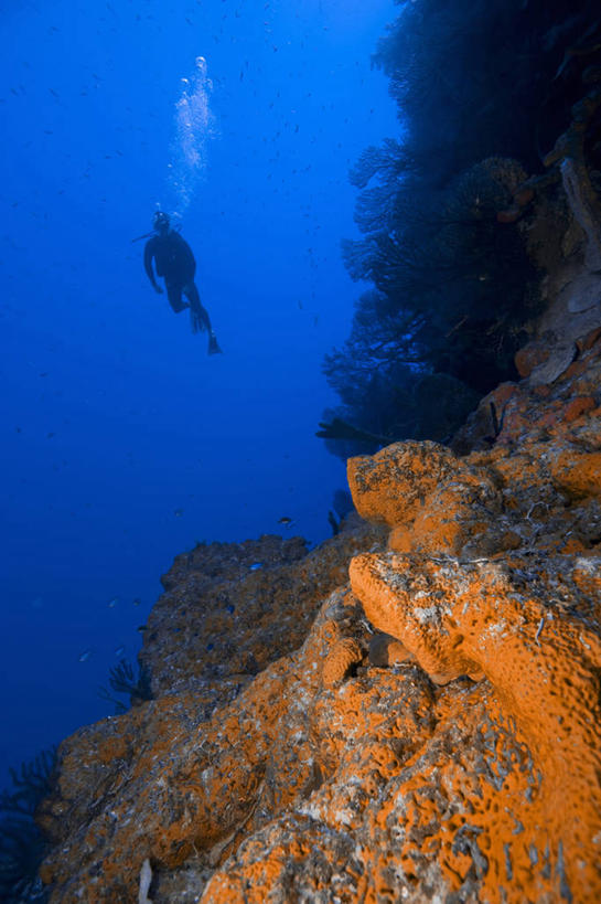 成年人,中年人,一个人,竖图,运动,水下,水,野生动物,加勒比海,仅一个男性,仅一个人,仅一个中年男性,海绵,无脊椎动物,自然,生物,放松,摄影,普罗维登西亚莱斯岛,男人,男性,中年男性,休闲活动,彩图,管状海绵,水肺潜水