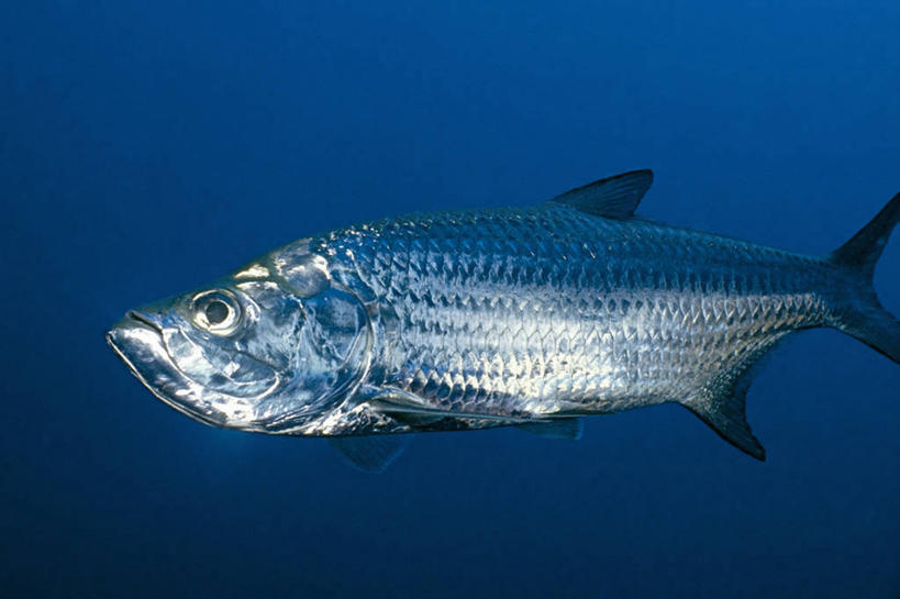 无人,横图,侧面,水下,野生动物,加勒比海,反射,鱼类,自然,摄影,大海鲢,辐鳍鱼,彩图