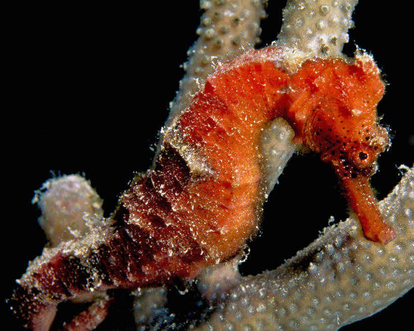 无人,横图,侧面,水下,热带鱼,野生动物,加勒比海,小的,鱼类,海洋生物,无脊椎动物,自然,动物,两只,摄影,放大,海马,腔肠动物,柳珊瑚,刺胞动物,珊瑚虫,石帆,辐鳍鱼,海团扇,彩图,刺海马