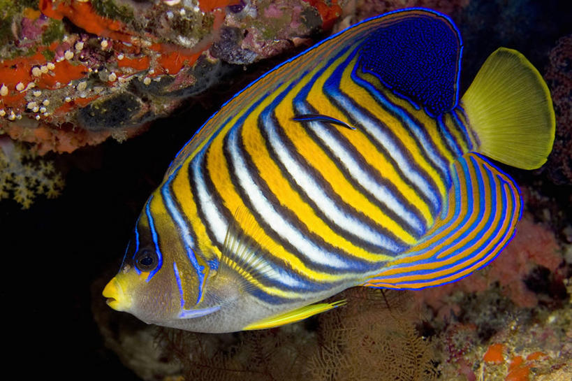 无人,横图,侧面,水下,热带鱼,野生动物,斐济,鱼,珊瑚,鱼类,海洋生物,自然,动物,两只,摄影,支撑,鲈鱼,太平洋,水生动物,水生物,海底动物,蓝刺蝶鱼,花鲈,鲈板,鲈子鱼,忠告,辐鳍鱼,暗礁,彩图,霓虹刺鳍鱼,清洁鱼,鱼大夫,鱼医生