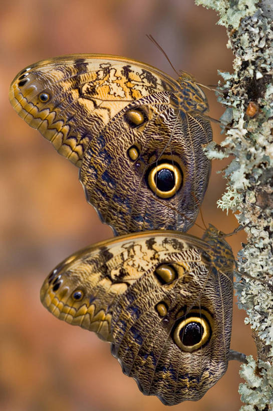 无人,竖图,特写,侧面,美景,蝴蝶,昆虫,景观,枝,地衣,自然,动物,两只,休息,景色,放松,摄影,宁静,脆弱,自然风光,益虫,猫头鹰蝶,设计,彩图,暗蝶,猫头鹰环蝶