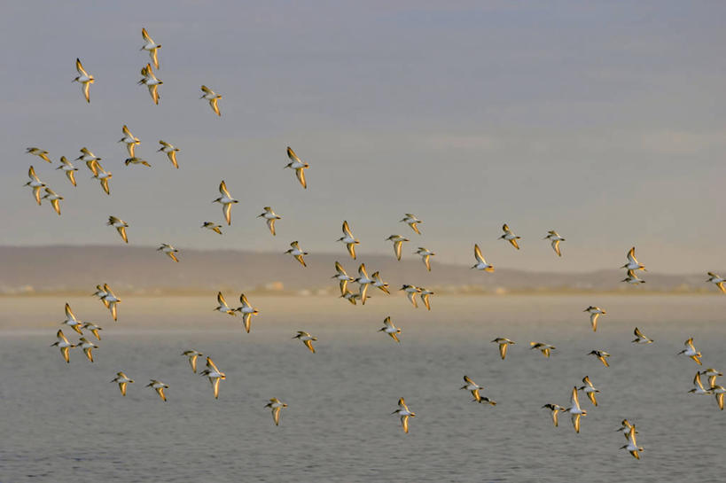 无人,横图,室外,白天,野生动物,美国,一群,许多,对称,鸟类,很多,飞,大西洋,摄影,迁徙,马萨诸塞,黑腹滨鹬,海滩,彩图