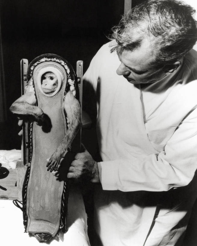 西方人,成年人,老年人,一个人,医生,竖图,黑白,室内,猴子,欧洲,欧洲人,仅一个男性,仅一个人,仅一个中年男性,设备,动物,摄影,装置,科学实验,恒河猴,男人,男性,中年男性,白种人,技术员,空间探索