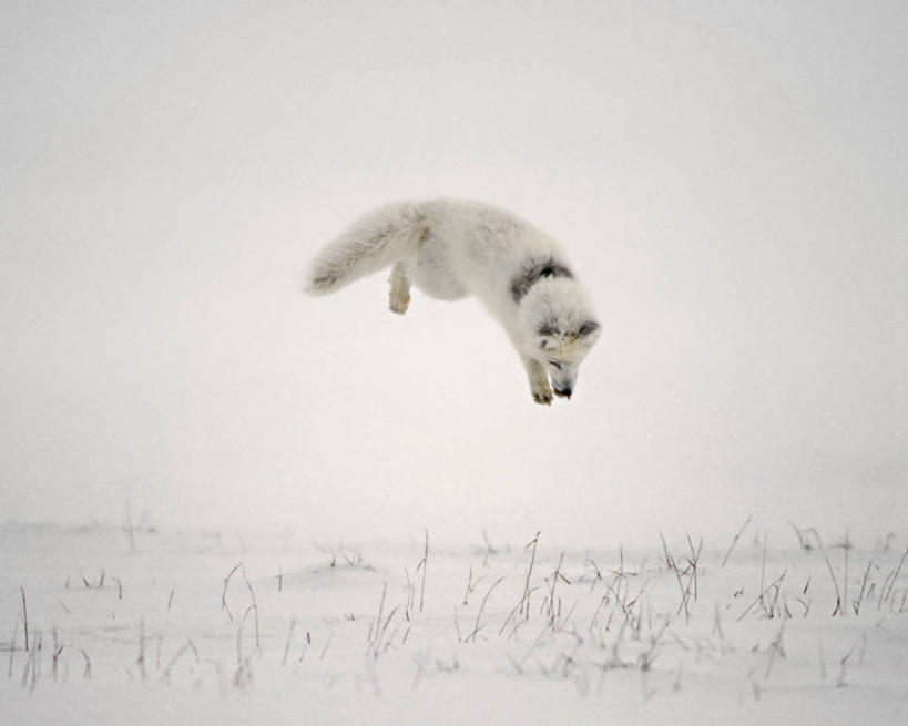 无人,跳,横图,室外,白天,侧面,北极,雪,全球变暖,哺乳动物,狐狸,野生动物,美国,捕食,冬天,白色,自然,动物,摄影,气象,生物学,气候,敏捷,北极狐,国家野生动物保护区,布鲁克斯山脉,彩图,冻原
