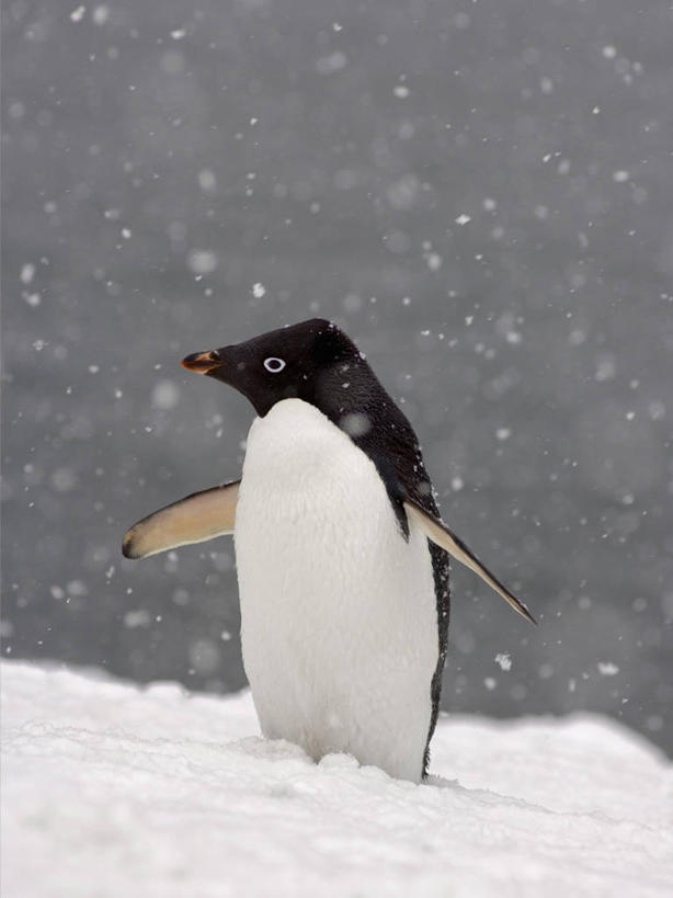 成年人,无人,竖图,室外,白天,侧面,纯洁,雪,海鸟,企鹅,野生动物,科学,鸟类,捕食,冰,下雪,白色,黑色,自然,寒冷,可爱,童年,童趣,摄影,气象,拍打,生物学,气候,南极洲,冰河,童真,烂漫,无邪,阿黛利企鹅,南极半岛,天真,彩图,南冰洋