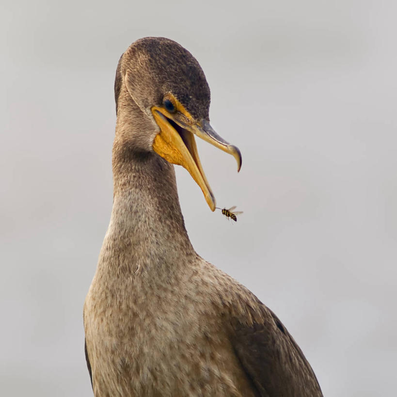 无人,方图,室外,白天,满意,风险,海鸟,野生动物,美国,鸬鹚,鸟类,昆虫,动物,两只,摄影,北美,喙,密歇根湖,马蜂,危险,彩图