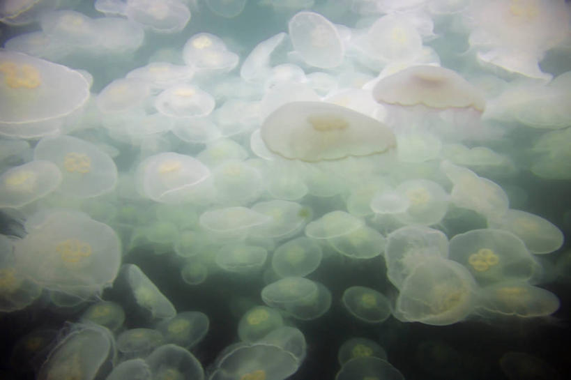 无人,横图,水下,野生动物,美国,一群,许多,很多,摄影,水母,彩图