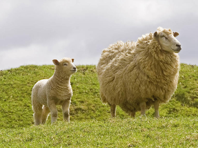 无人,横图,室外,白天,农业,牧场,羊,英国,英格兰,动物,两只,家畜,摄影,牲畜,羊毛,多塞特郡,绵羊,彩图