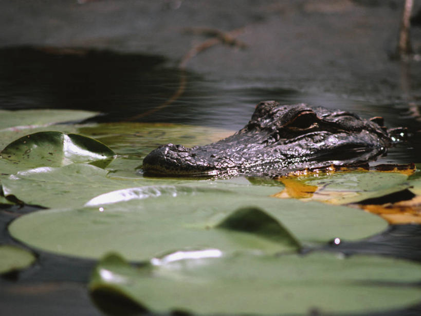 无人,横图,室外,白天,水下,鳄鱼,野生动物,爬行动物,捕食,动物,看,摄影,环境,沼泽,凶猛,短吻鳄,佛罗里达,环境保护,野生动物保护区,美国短吻鳄,密河鳄,残暴,凶残,彩图,窥视