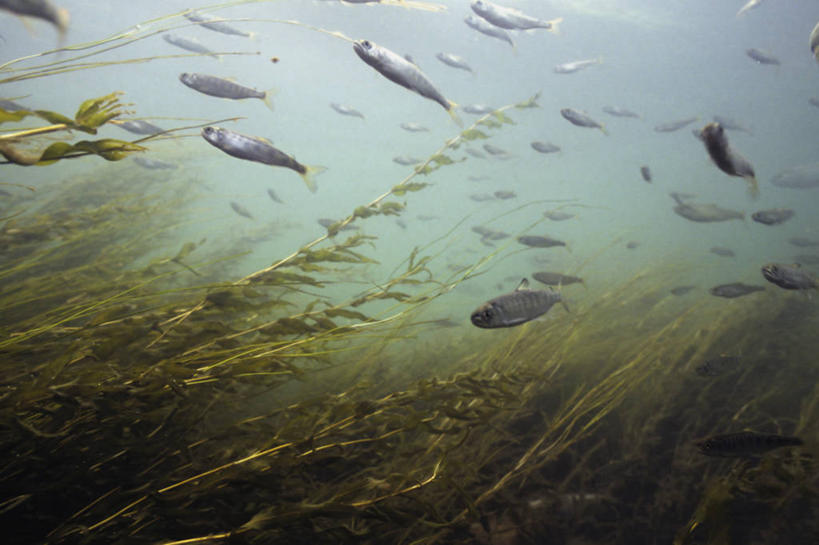 游泳,无人,横图,白天,水下,河流,鲑鱼,野生动物,小的,鱼群,教育,鱼类,教,摄影,生存,濒危物种,彩图,红大马哈鱼