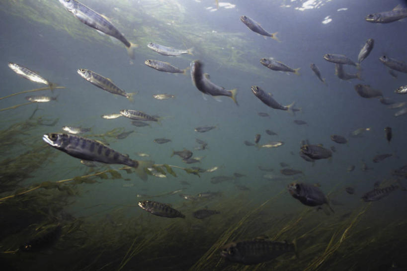 游泳,无人,横图,白天,水下,河流,鲑鱼,野生动物,小的,鱼群,教育,鱼类,教,摄影,生存,濒危物种,彩图,红大马哈鱼