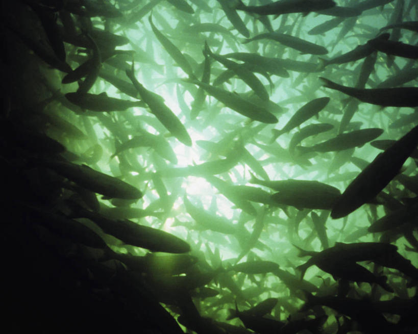 无人,横图,室外,白天,鲑鱼,加拿大,鱼群,鱼类,水笔,摄影,濒危物种,彩图,大鳞大马哈鱼