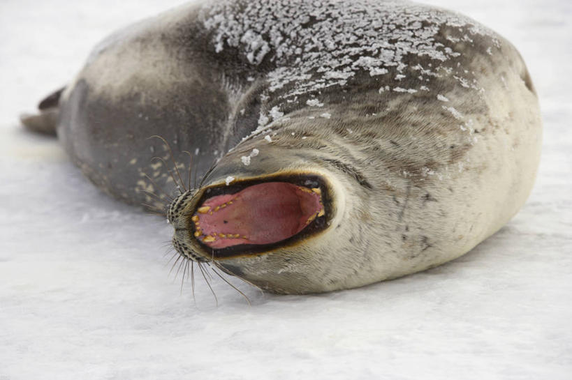 无人,横图,室外,白天,懒惰,雪,哺乳动物,野生动物,天气,自然,动物,打哈欠,摄影,气象,幽默,环境,气候,南极洲,弹性,彩图