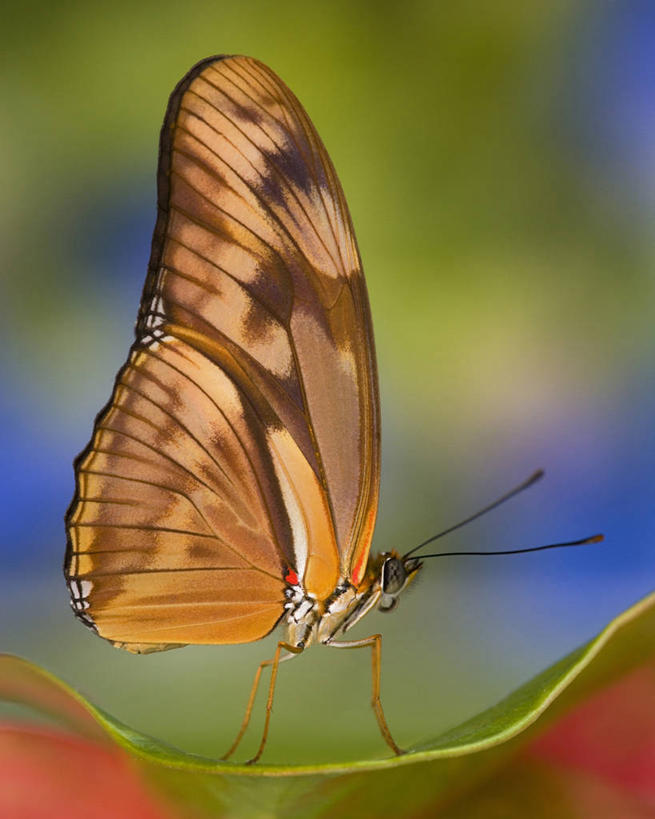 无人,竖图,特写,侧面,美景,蝴蝶,昆虫,景观,花,自然,动物,橙色,景色,放松,摄影,宁静,热带气候,中美洲,脆弱,自然风光,花烛属,朱莉娅蝴蝶,彩图