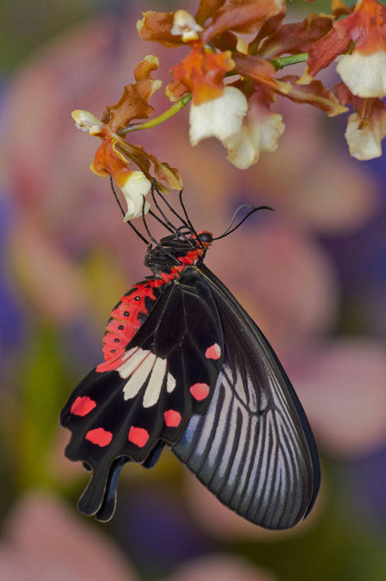 无人,竖图,特写,侧面,美景,蝴蝶,昆虫,景观,红色,白色,黑色,自然,动物,景色,放松,握紧,摄影,东南亚,宁静,胸腔,热带气候,脆弱,自然风光,凤尾蝶,彩图